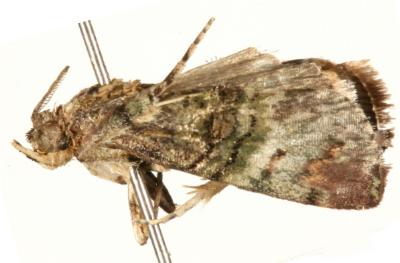 Acrobasis mniaropis