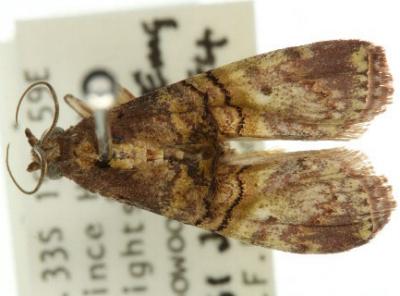 Acrobasis mniaropis