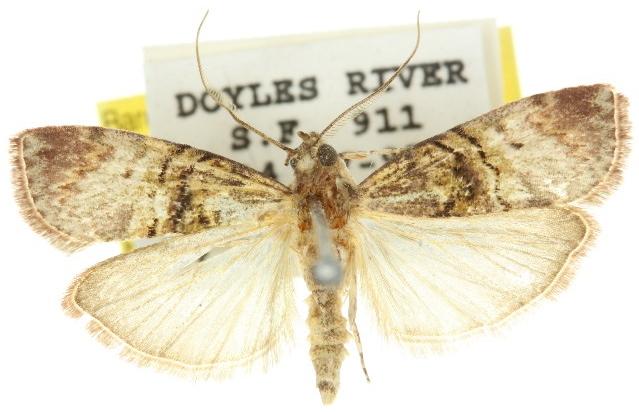 Acrobasis mniaropis