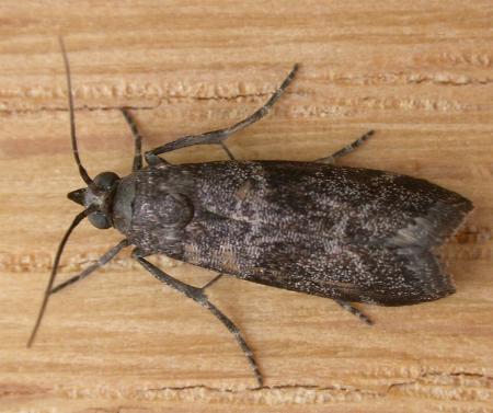 Lasiosticha opimella