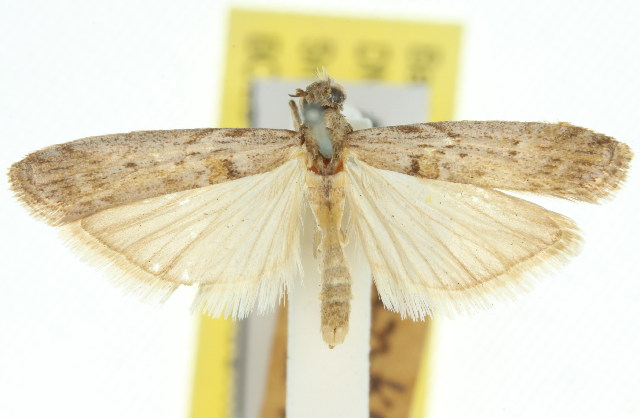 Ancylodes penicillata