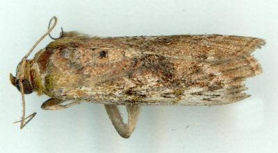 Hypsipyla robusta