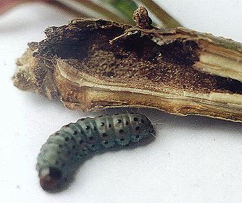 Hypsipyla robusta