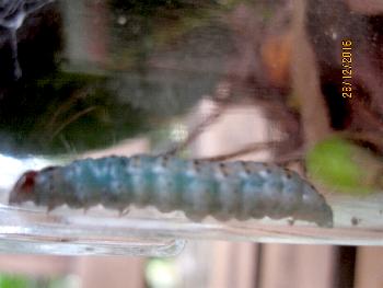 Hypsipyla robusta