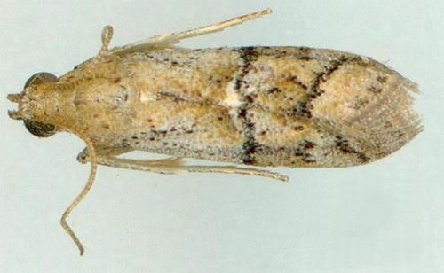 Assara semifictile
