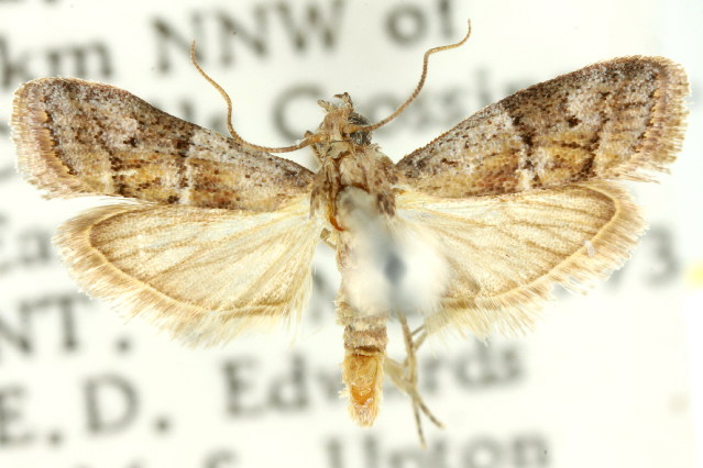 Assara semifictile