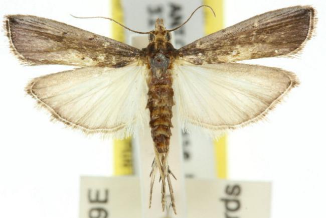 Morosaphycita tridens
