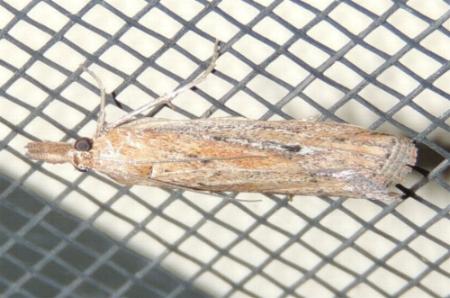 Faveria tritalis