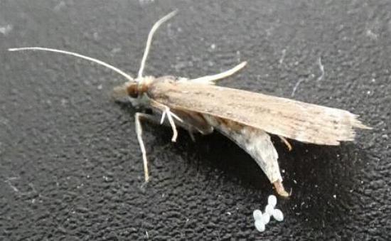 Faveria tritalis