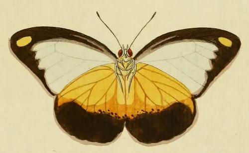 Appias ada