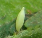 Eurema drona