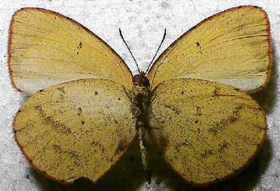 Eurema drona