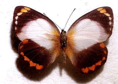 Delias ennia