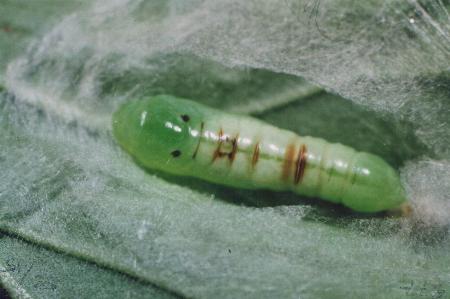 Chrysodeixis eriosoma