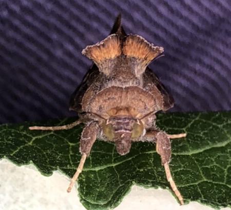 Chrysodeixis eriosoma
