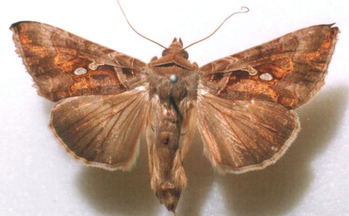 Chrysodeixis eriosoma