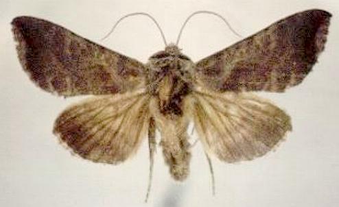 Anadevidia peponis