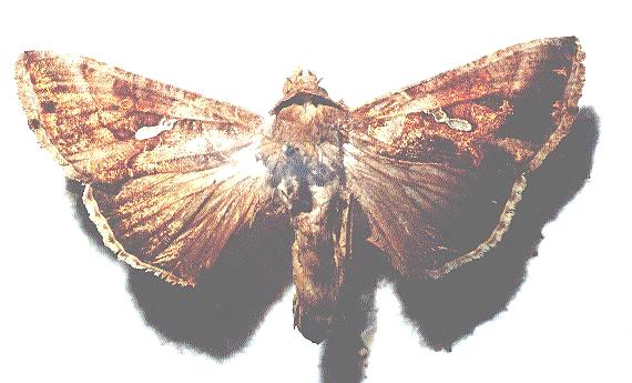 Chrysodeixis subsidens