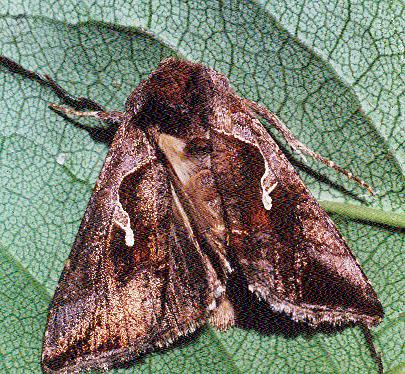 Chrysodeixis subsidens