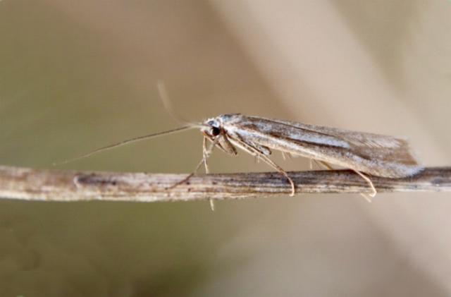 Tritymba dianipha