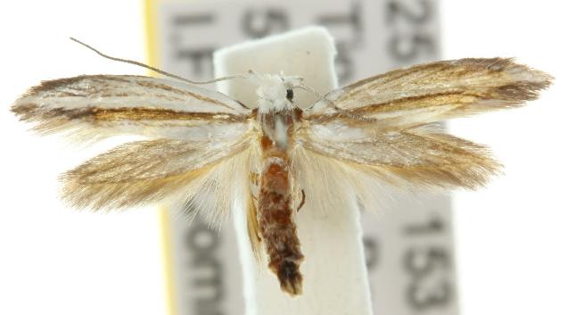 Tritymba dianipha