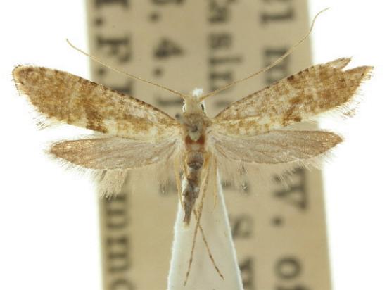 Mychonoa mesozona