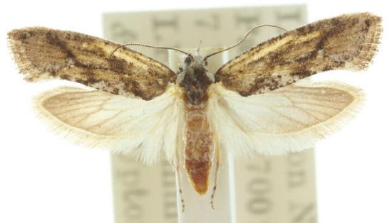 Mychonoa mesozona