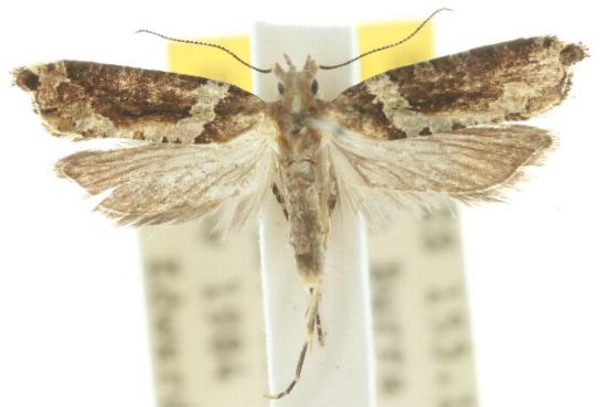 Diathryptica proterva