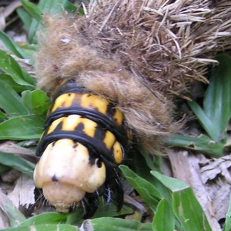 Metura aristocosma