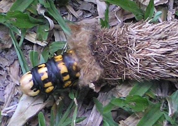 Metura aristocosma