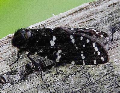 Psychanisa baliodes