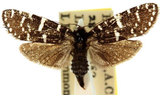 Psychanisa baliodes
