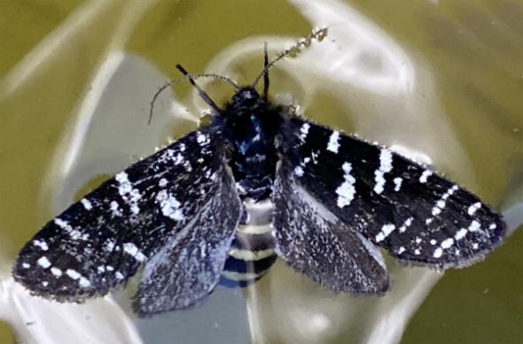 Psychanisa baliodes