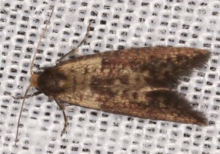 Napecoetes chrysomitra