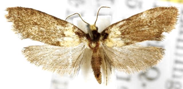 Napecoetes chrysomitra