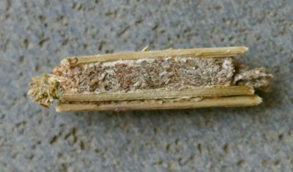 Trigonocyttara clandestina