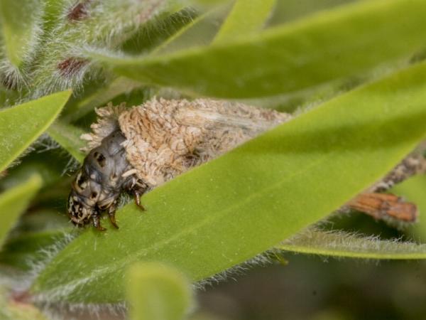 Trigonocyttara clandestina