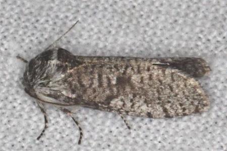 Trigonocyttara clandestina