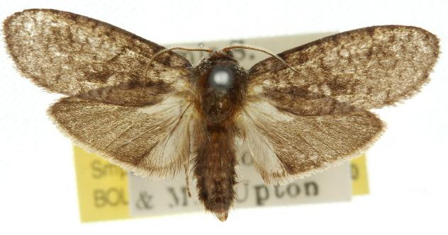 Trigonocyttara clandestina