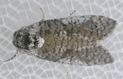 Trigonocyttara clandestina