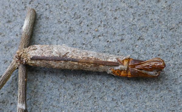Trigonocyttara clandestina