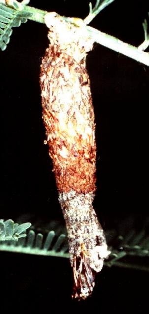 Trigonocyttara clandestina