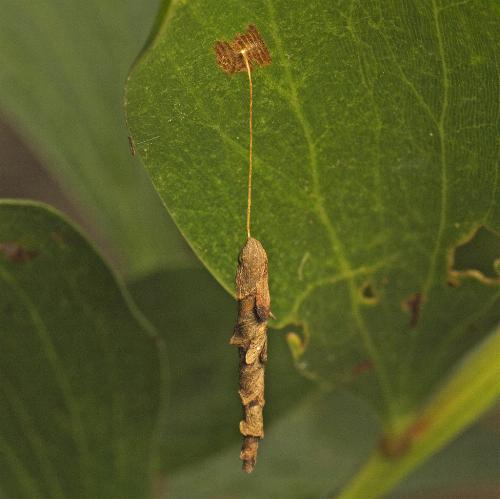 Piestoceros conjunctella