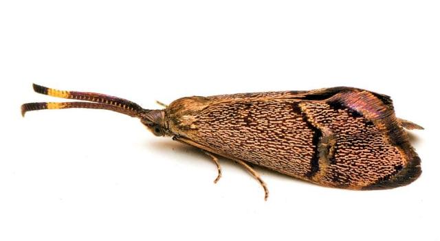 Piestoceros conjunctella
