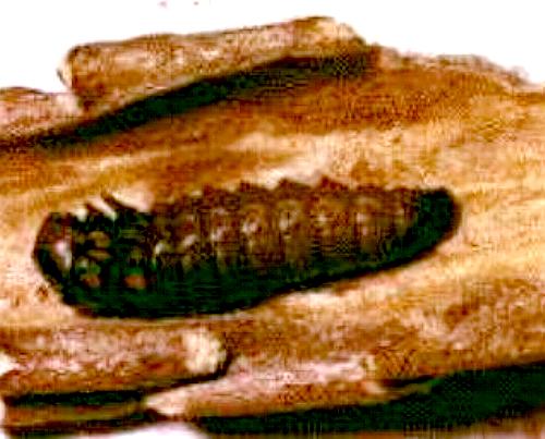 Metura elongatus