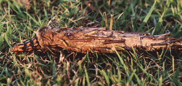 Metura elongatus