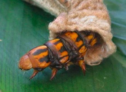 Metura elongatus