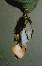 Metura elongatus