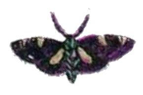 Sentica felderi