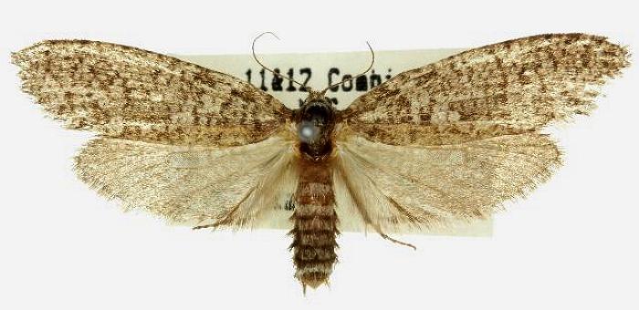 Conoeca guildingi